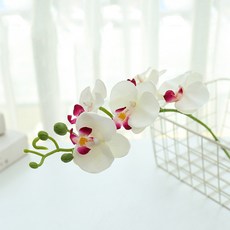 호접란부케