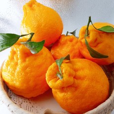 제주 한라봉 프리미엄과 3kg 명절선물세트 레드향 과일 간식 겨울, 단품, 단품