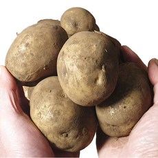 화산섬 제주 흙감자 10kg (중/대/특/왕특) 겨울 햇감자, (중) 10kg