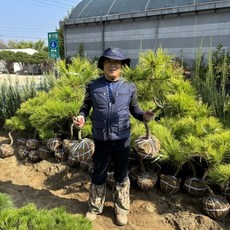 반송나무 황금반송 접목반송 분묘 폭30cm W30cm 1개 상품 이미지