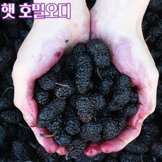 전남 영광 햇 오디 오디생과 뽕나무 열매 급냉 냉동포장 5kg 오디의 효능, 영광 햇오디 5kg, 1개 - 레실리오디