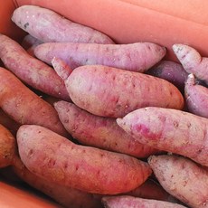 보령 꿀고구마 꿀밤고구마 5KG