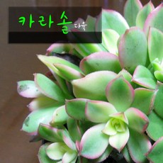 590c6ec83e57718cf2448476f34fd77884afb0ffcfcecc22fd602b69fb29.jpg
