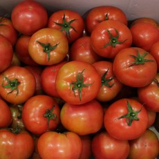 토마토10kg