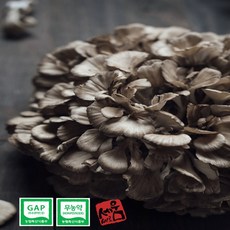 세움캐슈넛