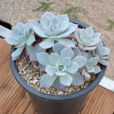 고무신다육정원