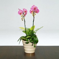 OCP114915연두마트 호접란A 동양란/개업식/화분 [전국당일꽃배달] KH201