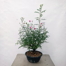 01aa4e247b930e84cca5030cf57b9d70f11aaa93f3c42e1b104abb3528f7.jpg