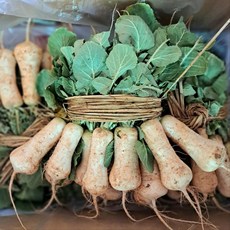 채소애 알타리무 5kg (2-3단) 총각무, 1박스