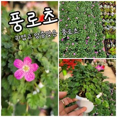 풍로초