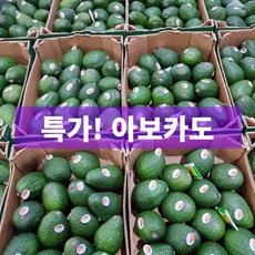일등농수산 직수입 프리미엄 생아보카도, 1개, 대과 10개