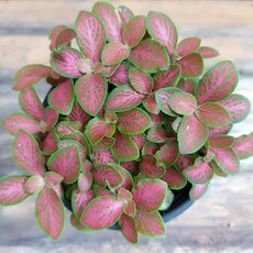 그늘에서잘자라는식물