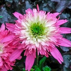 에키네시아모종