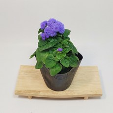 불로화