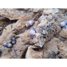 쿠바리스 판다킹 5마리 (Cubaris Panda king) / 등각류 공벌레 쥐며느리