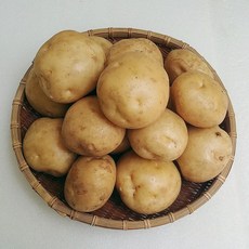 [해봄농산] 21년 분나고 포슬한 햇 노지 청정 충북 강원도 고냉지 하지 감자 수미   리뷰 후기