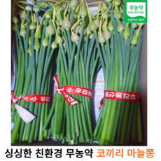 국내산 싱싱한 코끼리 마늘쫑 1kg 3kg 5kg 국산 무농약 저탄소 건강한 마늘쫑 장아찌 웅녀 마늘 대왕 마늘쫑