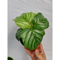 트리아니아냉풍기