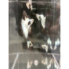 고정구피 일렉트닉모스크블루 EMB1쌍 풀블랙 1쌍 뉴 HB 파스텔(빅도살) 1쌍