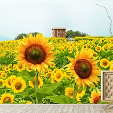  해바라기 뮤럴실크 풀벽지 시트지 200105, 실크벽지(일반)/ 가로200cm*세로240cm 