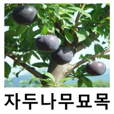 자두나무 묘목 흑자두 바이오체리 접목1년 특묘 3주묶음, 3개