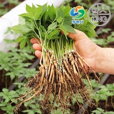[창원몰]잎인삼파크 새싹삼 중(19CM~23CM내외) 50뿌리 실속형세트, 1개