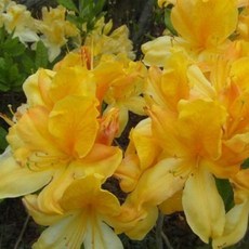 [AK36097130인기제품 황철쭉철쭉+<상세페이지보기, ■구매선택■인기상품
