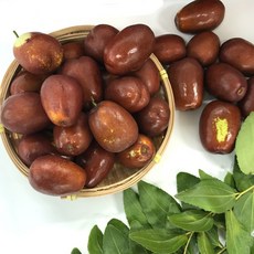 보은생대추 1kg(26mm) 맛있는 대추예약판매
