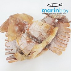 마린보이푸드 몸통오징어 500g 마른오징어, 마른오징어 몸통오징어 500g, 1개
