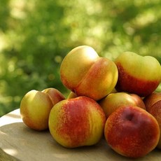 옥천복숭아달인