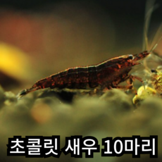 [안전 배송] 초콜릿새우 관상용 애완 새우