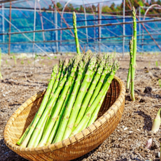 양평농부아스파라거스