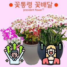 서양란 승진 영전 취임 취업 동양란 호접란 만천홍 개업선물 부모님선물, 12.호접란(핑크대품), 1개