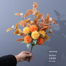 국화모종 TOP01