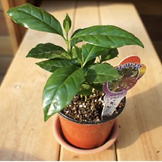 그린플랜트 공기정화식물 커피나무 1+1