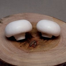 버섯몰드