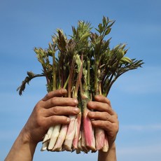 오리지널 눈꽃 땅두릅 1kg 대용량 제철음식 수순자연 당일수확 산지직송, 500g, 1개