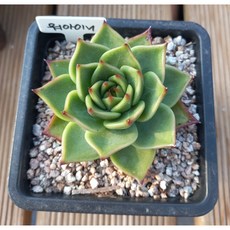 다육이와꼬마정원