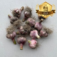 국내산 대서마늘 햇마늘 마늘, 5kg(특대), 1개