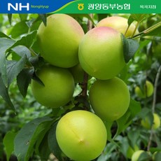 [광양동부농협] 공동선별 남고매실(홍매실) 5kg 10kg