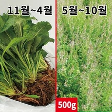 곰보배추생초 500g - 잘키운 국산 생곰보배추, 1개