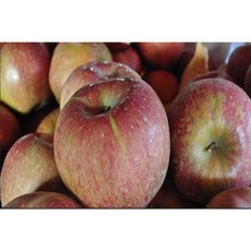 충주 사과 5KG
  충주 단단 꿀물 뚝뚝 못난이 흠집 사과 5KG 맛 선도 보장 사이즈 랜덤 1박스 