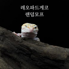  레오파드게코 고퀄 랜덤모프, 레오파드게코 랜덤모프 