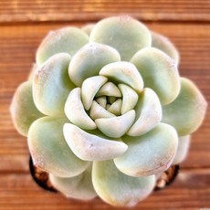 에스디아이씨코리아