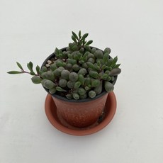초록플랜트