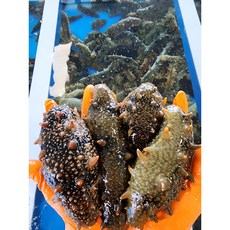 해녀가 채취하는 자연산 제철 활해삼1kg, 1개, 1kg
