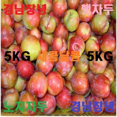 노지자두 추천