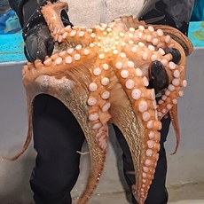 국내산 통영 활 돌문어 생물 제수용 문어숙회 해산물, 1개, 제수용 1kg (1미)