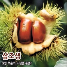 밤나무 묘목 접목1년, 삼조생(일찍 수확) 중묘, 1개