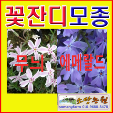 (D성모)꽃잔디모종(포트)20개(무늬종 에메랄드 선택)